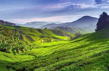 Cameron Highlands Private Day Tour from Kuala Lumpur