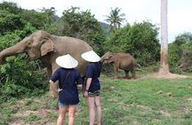 Elephant Nature Care, the largest elephant sanctuary on Koh Samui