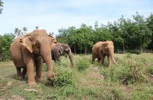 Elephant Nature Care, the largest elephant sanctuary on Koh Samui