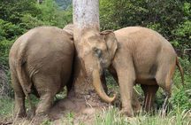 Elephant Nature Care, the largest elephant sanctuary on Koh Samui