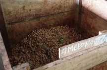 Cacao Road Excursion : plantations, processes, tasting and more