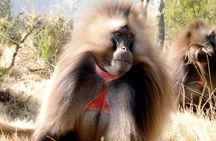 Day Trip From Addis Ababa To Debre Libanos & Blue Nile Gorge