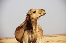 Sahara Desert Tour - 2 Days - Fez to Marrakech OR Return to Fez