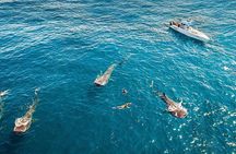 Whale Shark Adventure