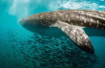Whale Shark Adventure