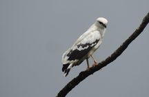 Wildlife Safari Boat Tenorio, Excellent bird watching tour