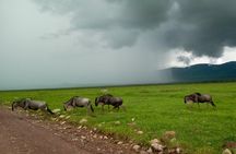 5 Days Safari from Dar es Salaam to Tarangire NP, Manyara NP & Ngorongoro Crater