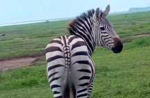5 Days Safari from Dar es Salaam to Tarangire NP, Manyara NP & Ngorongoro Crater