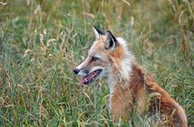 Fox Encounter for 2 people and park entry