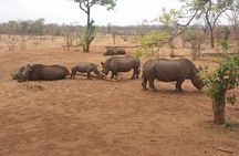 Game Drive and White Rhino Walking Safari in Livingstone