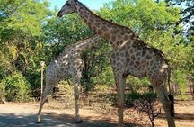Game Drive and White Rhino Walking Safari in Livingstone