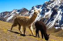 Rainbow Mountain in Cusco Full Day Tour 