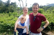 Shore Excursion From Colombo port to Ingiriya Tea Plantation & back for 2 People