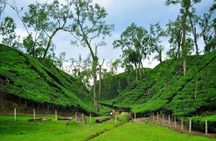 Sreemangal Tour! Sylhet, Bangladesh