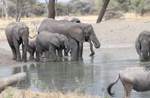 2 Days Wildlife game drives Through Tarangire and Ngorongoro Crater