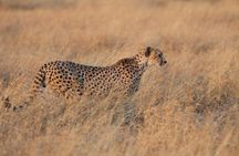 4 Days Game drives Safari Tarangire, Serengeti and Ngorongoro Crater