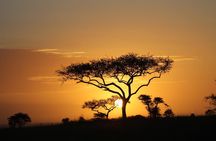 4 Days Game drives Safari Tarangire, Serengeti and Ngorongoro Crater