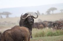 3 Days Camping Safari Tarangire, Lake Manyara and Ngorongoro Crater
