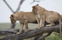 3 Days Camping Safari Tarangire, Lake Manyara and Ngorongoro Crater