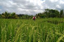 Jatiluwih to the Sea – Cycling from UNESCO Rice Terraces to Coast
