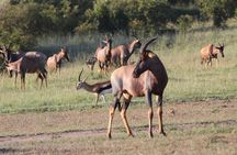 3 Days Camping Safari Tarangire, Lake Manyara and Ngorongoro Crater