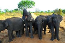 Evening Private Safari at Udawalawe National Park by Yala La Safari Tours