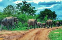 Udawalawe National Park Best Private Safari