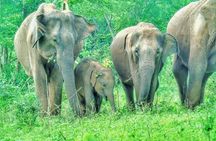 Udawalawe National Park Best Private Safari