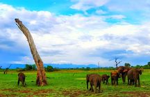 Udawalawe National Park Best Private Safari