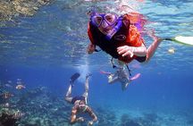 Dolphin Watching & Snorkeling