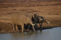 5 Days Safari- Mikumi, Ruaha National Park And Udzungwa National Park.