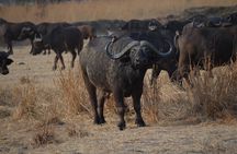 5 Days Safari- Mikumi, Ruaha National Park And Udzungwa National Park.