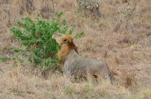 Mikumi National Park Day Trip from Dar es salaam (By road)