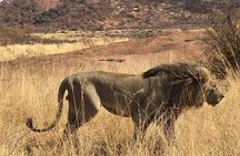 Lesedi cultural village and lion mini safari