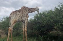 Lesedi cultural village and lion mini safari