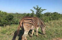 Lesedi cultural village and lion mini safari
