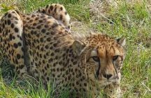 Lesedi cultural village and lion mini safari