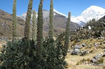 69 LAKE - HUASCARAN NATIONAL PARK / CORDILLERA BLANCA camping