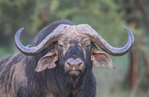 4 Days Tanzania Safari- Lake Manyara NP, Serengeti Np and Ngorongoro Crater