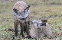 4 Days Tanzania Safari- Lake Manyara NP, Serengeti Np and Ngorongoro Crater