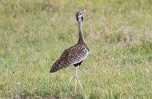 4 Days Tanzania Safari- Lake Manyara NP, Serengeti Np and Ngorongoro Crater