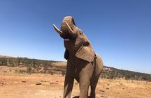 Pilanesberg camping Safari from Johannesburg