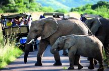 2 Days Hluhluwe Game Reserve & Isimangaliso Wetlands from Durban