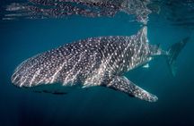 Intimate Eco-Friendly Whale Shark Encounter - Premium Service