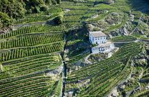 Valtellina: Winery tour and Tasting Experience