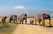 Amboseli Day Trip from Nairobi