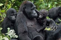7Day Gorilla safari