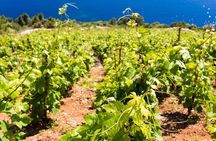Peljesac&Ston Small-Group Food & Wine Experience from Dubrovnik