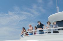 Whale Watching Experience