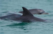Noosa Oceanrider Scenic Dolphin Safari. Family specials